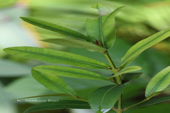 Calophyllum apetalum